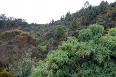 Vegetationen längs leden upp till Monserrate Peak, Bogotá.