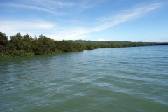 Mangroveskog mellan Pacijan och Poro islands.
