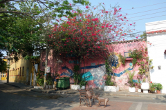 Gatuscen i Getsemani, Cartagena.