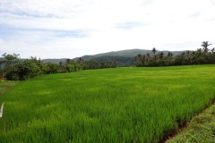 Risfält utanför Bato, Catanduanes.