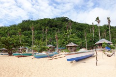 Palmer med skador från tyfoner bakom Sakahon Beach, Catanduanes.