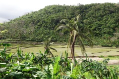 Risterrasser nära Balacay Point, Catanduanes.