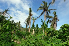 Palmer skadade av tyfoner nära Balacay Point, Catanduanes.