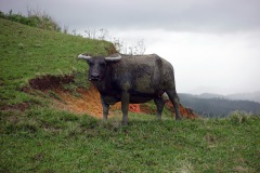 Carabao, Balacay Point, Catanduanes.