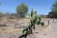 Kaktus vid Solpyramiden (Pirámide del Sol), Teotihuacán.