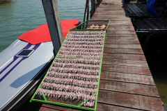 Bläckfisk på tork i den lilla byn i slutet av huvudvägen på den östra sidan av Koh Chang.