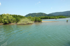 Mangroves vid den lilla byn i slutet av huvudvägen på den östra sidan av Koh Chang.