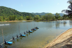 Räkfarm vid Salak Phet Mangrove Forest, Koh Chang.