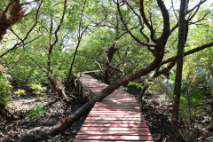 Salak Phet Mangrove Forest, Koh Chang.