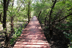 Salak Phet Mangrove Forest, Koh Chang.