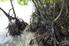 Salak Phet Mangrove Forest, Koh Chang.