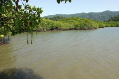 Salak Phet Mangrove Forest, Koh Chang.