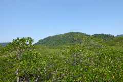 Salak Phet Mangrove Forest, Koh Chang.