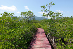 Salak Phet Mangrove Forest, Koh Chang.