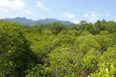 Salak Phet Mangrove Forest, Koh Chang.