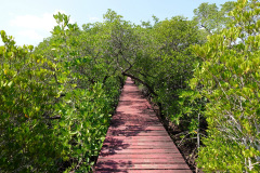 Salak Phet Mangrove Forest, Koh Chang.