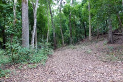 Naturen som inkräktar på ruinerna är mäktig, Copán.