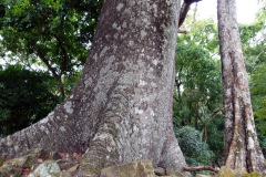 Gigantiskt ceiba-träd, Copán.