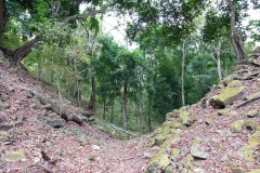 Djungeln återerövrar mer och mer av ruinerna, Copán.