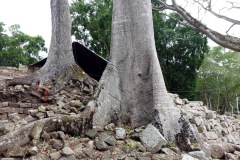 Gigantiskt ceiba-träd vid utgrävning, Copán.