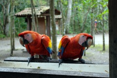 Aror, Copán.