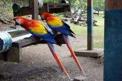 Aror, Copán.