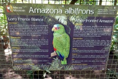 Macaw Mountain Bird Park & Nature Reserve utanför Copán Ruinas.