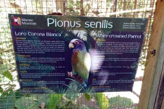 Macaw Mountain Bird Park & Nature Reserve utanför Copán Ruinas.