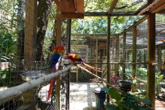 Macaw Mountain Bird Park & Nature Reserve utanför Copán Ruinas.