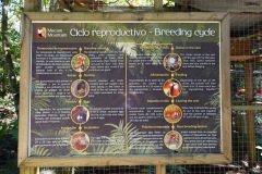 Macaw Mountain Bird Park & Nature Reserve utanför Copán Ruinas.