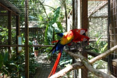 Macaw Mountain Bird Park & Nature Reserve utanför Copán Ruinas.