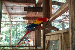 Macaw Mountain Bird Park & Nature Reserve utanför Copán Ruinas.