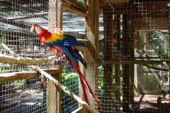 Macaw Mountain Bird Park & Nature Reserve utanför Copán Ruinas.