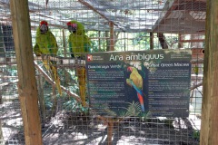 Macaw Mountain Bird Park & Nature Reserve utanför Copán Ruinas.