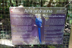 Macaw Mountain Bird Park & Nature Reserve utanför Copán Ruinas.