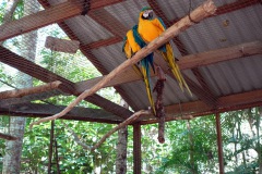 Macaw Mountain Bird Park & Nature Reserve utanför Copán Ruinas.