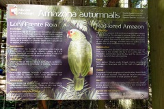 Macaw Mountain Bird Park & Nature Reserve utanför Copán Ruinas.