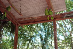 Macaw Mountain Bird Park & Nature Reserve utanför Copán Ruinas.