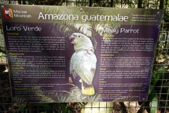 Macaw Mountain Bird Park & Nature Reserve utanför Copán Ruinas.