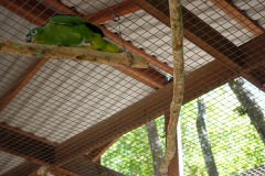 Macaw Mountain Bird Park & Nature Reserve utanför Copán Ruinas.
