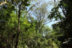 Macaw Mountain Bird Park & Nature Reserve utanför Copán Ruinas.