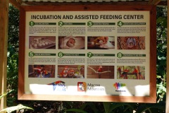 Macaw Mountain Bird Park & Nature Reserve utanför Copán Ruinas.