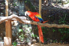 Macaw Mountain Bird Park & Nature Reserve utanför Copán Ruinas.