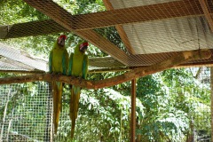 Macaw Mountain Bird Park & Nature Reserve utanför Copán Ruinas.