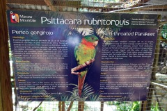Macaw Mountain Bird Park & Nature Reserve utanför Copán Ruinas.