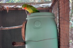 Macaw Mountain Bird Park & Nature Reserve utanför Copán Ruinas.