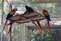 Macaw Mountain Bird Park & Nature Reserve utanför Copán Ruinas.