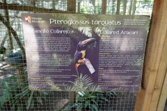 Macaw Mountain Bird Park & Nature Reserve utanför Copán Ruinas.