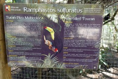 Macaw Mountain Bird Park & Nature Reserve utanför Copán Ruinas.