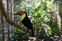 Toucan, Macaw Mountain Bird Park & Nature Reserve utanför Copán Ruinas.